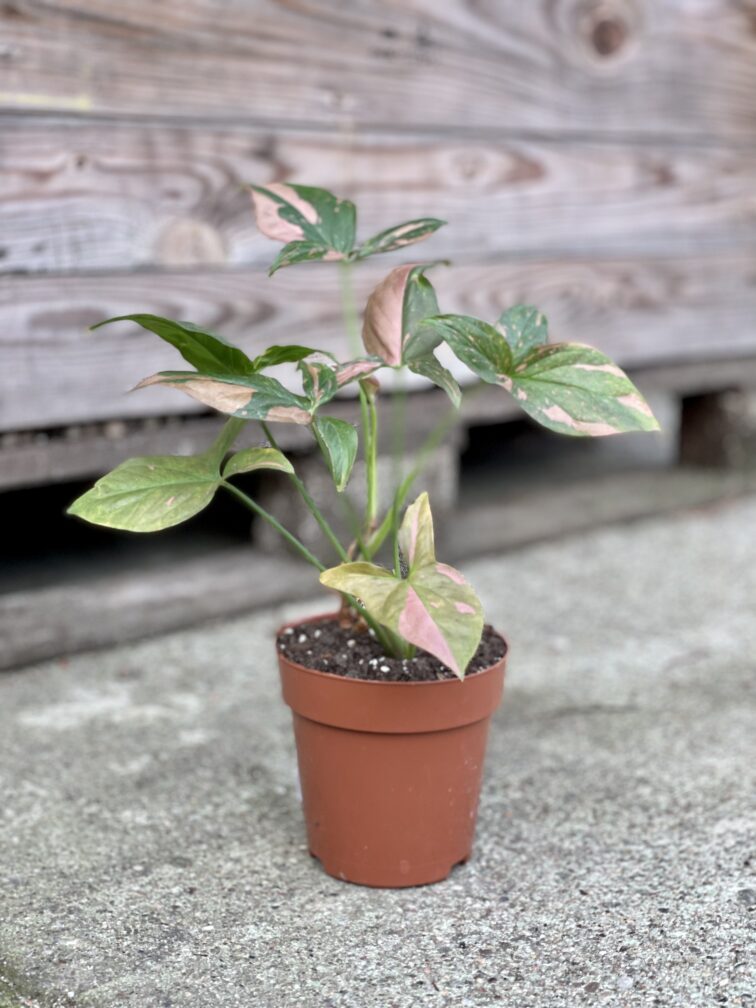 Zdjęcie rosliny doniczkowej Syngonium Pink Splash, ujęcie 2