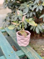 Zdjęcie rosliny doniczkowej Syngonium Pink Splash, ujęcie 3