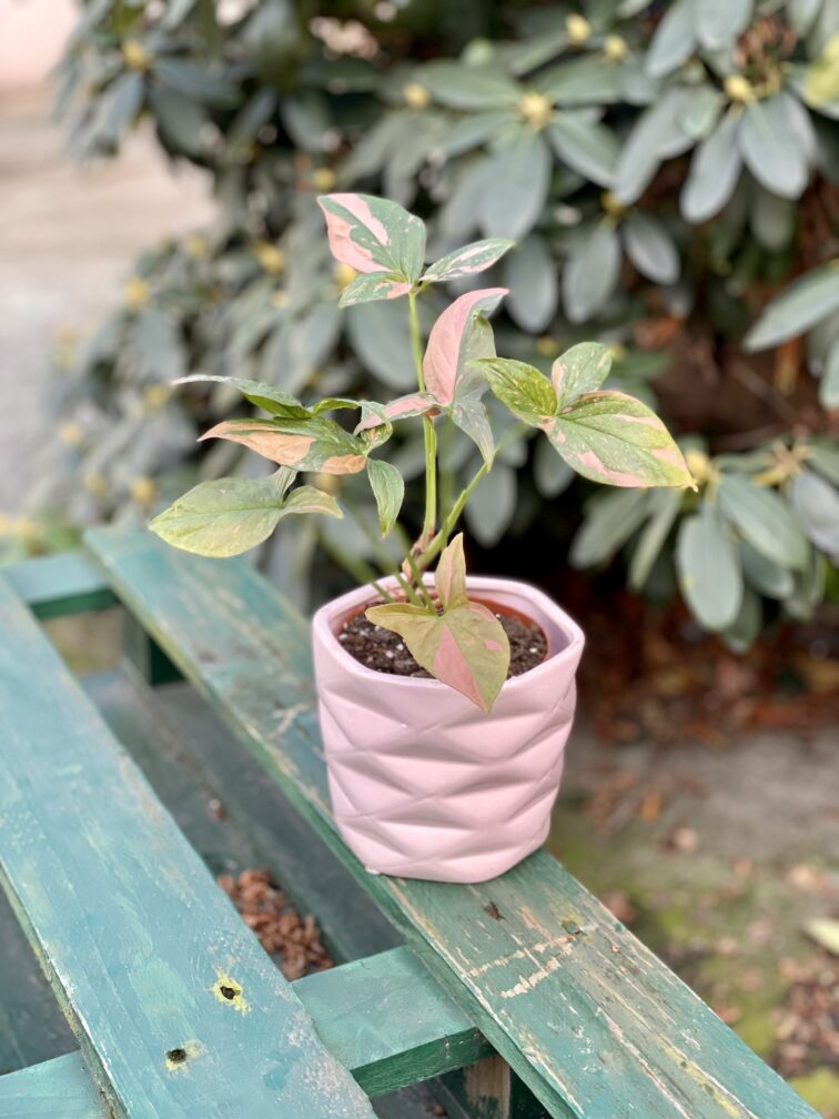 Zdjęcie rosliny doniczkowej Syngonium Pink Splash, ujęcie 3
