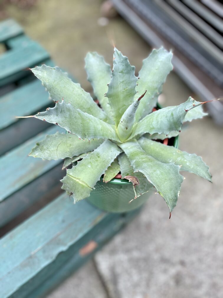 agave-potatorum_17x30-1_1676713275.jpg Zdjęcie rosliny doniczkowej Agave potatorum, ujęcie 1