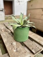 Zdjęcie rosliny doniczkowej Agave potatorum, ujęcie 2