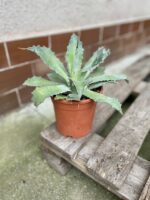 Zdjęcie rosliny doniczkowej Agave potatorum, ujęcie 3