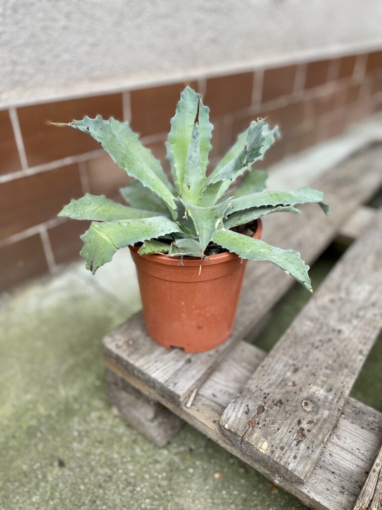 Zdjęcie rosliny doniczkowej Agave potatorum, ujęcie 3