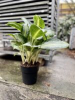 Zdjęcie rosliny doniczkowej Aglaonema Green Bowl, ujęcie 1