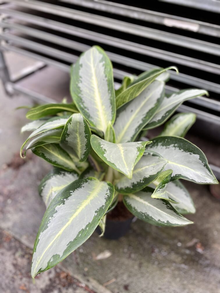 Zdjęcie rosliny doniczkowej Aglaonema Green Bowl, ujęcie 2