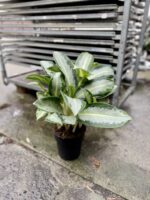 Zdjęcie rosliny doniczkowej Aglaonema Green Bowl, ujęcie 3