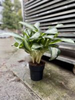 Zdjęcie rosliny doniczkowej Aglaonema Green Bowl, ujęcie 4