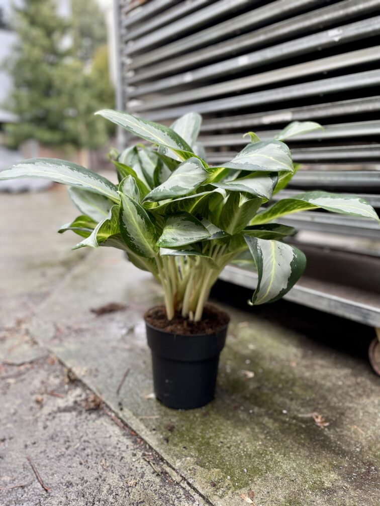 Zdjęcie rosliny doniczkowej Aglaonema Green Bowl, ujęcie 4