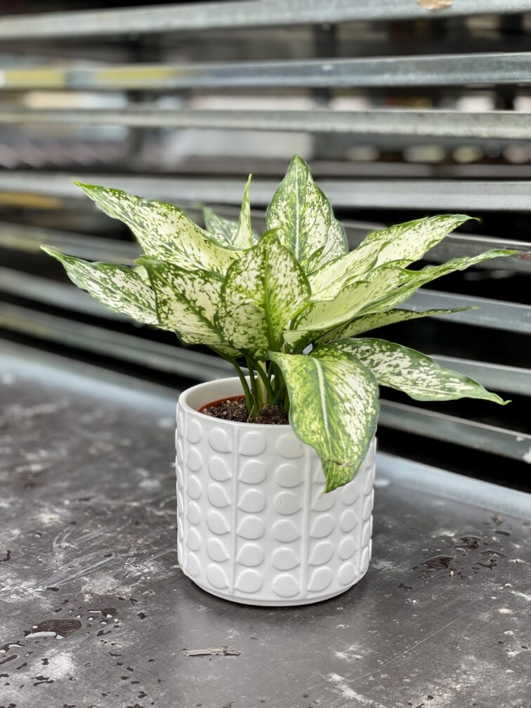 Zdjęcie rosliny doniczkowej Aglaonema Osaka, ujęcie 1
