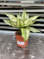 Zdjęcie rosliny doniczkowej Aglaonema Osaka, ujęcie 2