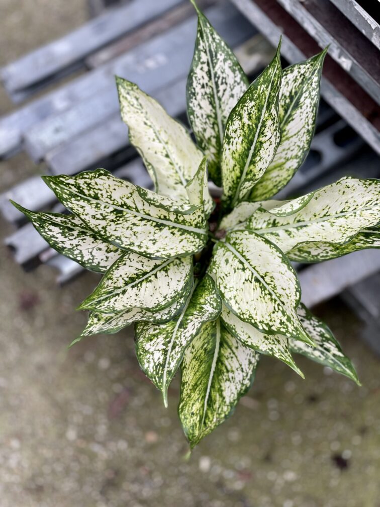Zdjęcie rosliny doniczkowej Aglaonema Osaka, ujęcie 3