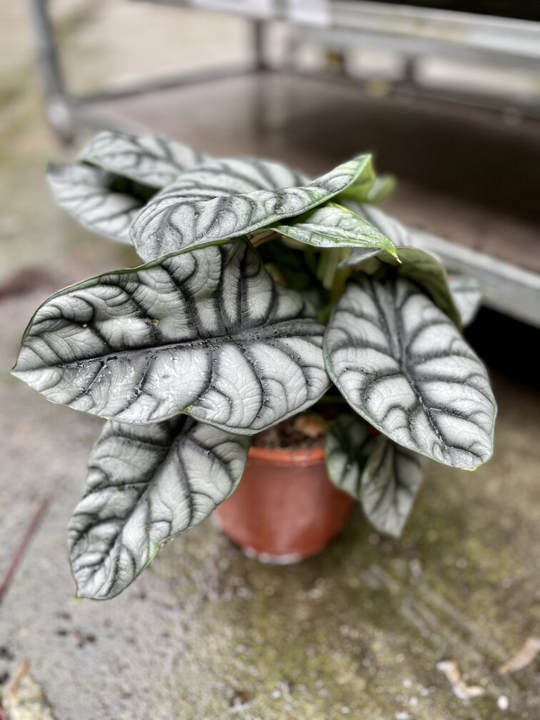 Zdjęcie rosliny doniczkowej Alocasia Silver Dragon, ujęcie 1
