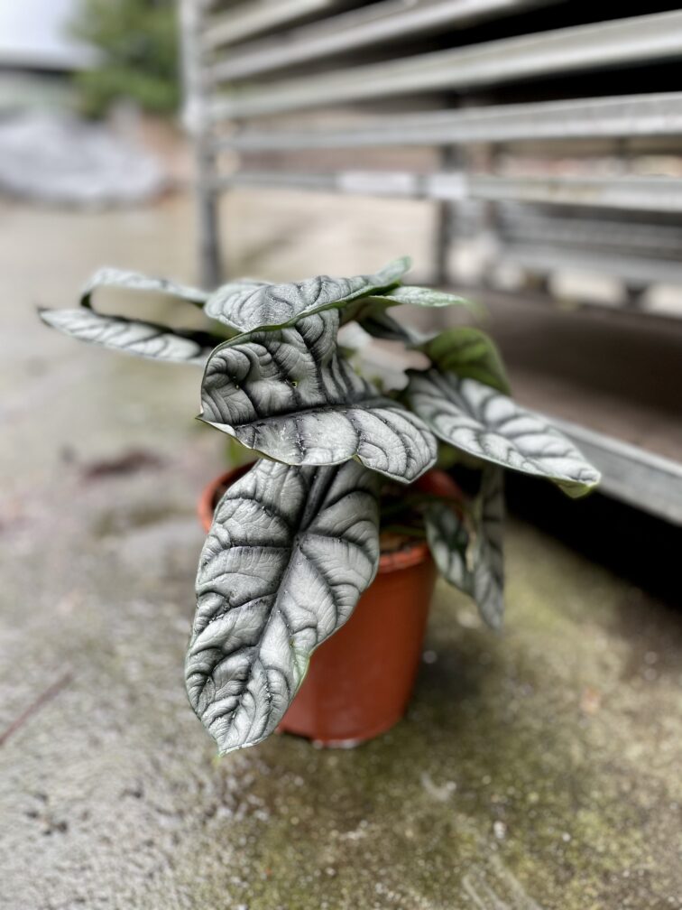 Zdjęcie rosliny doniczkowej Alocasia Silver Dragon, ujęcie 2