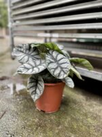 Zdjęcie rosliny doniczkowej Alocasia Silver Dragon, ujęcie 3