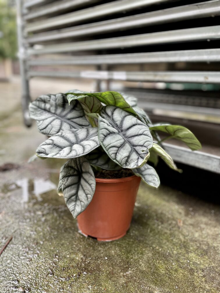 Zdjęcie rosliny doniczkowej Alocasia Silver Dragon, ujęcie 3