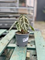 Zdjęcie rosliny doniczkowej Anthurium crystallinum, ujęcie 2