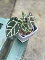 Zdjęcie rosliny doniczkowej Anthurium crystallinum, ujęcie 3