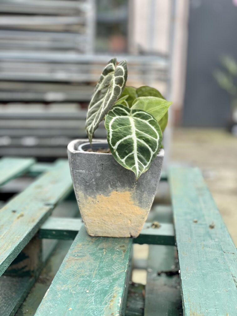 Zdjęcie rosliny doniczkowej Anthurium crystallinum, ujęcie 4