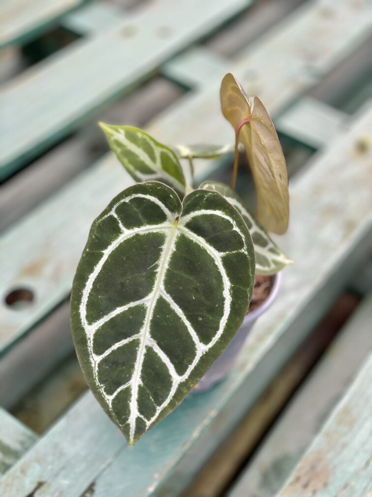 Zdjęcie rosliny doniczkowej Anthurium crystallinum, ujęcie 5