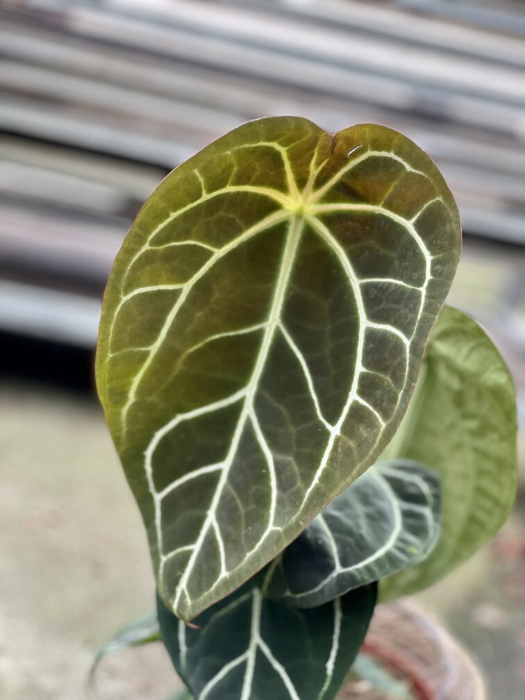 Zdjęcie rosliny doniczkowej Anthurium crystallinum, ujęcie 2