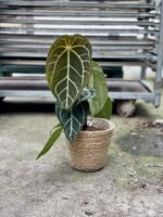 Zdjęcie rosliny doniczkowej Anthurium crystallinum, ujęcie 3