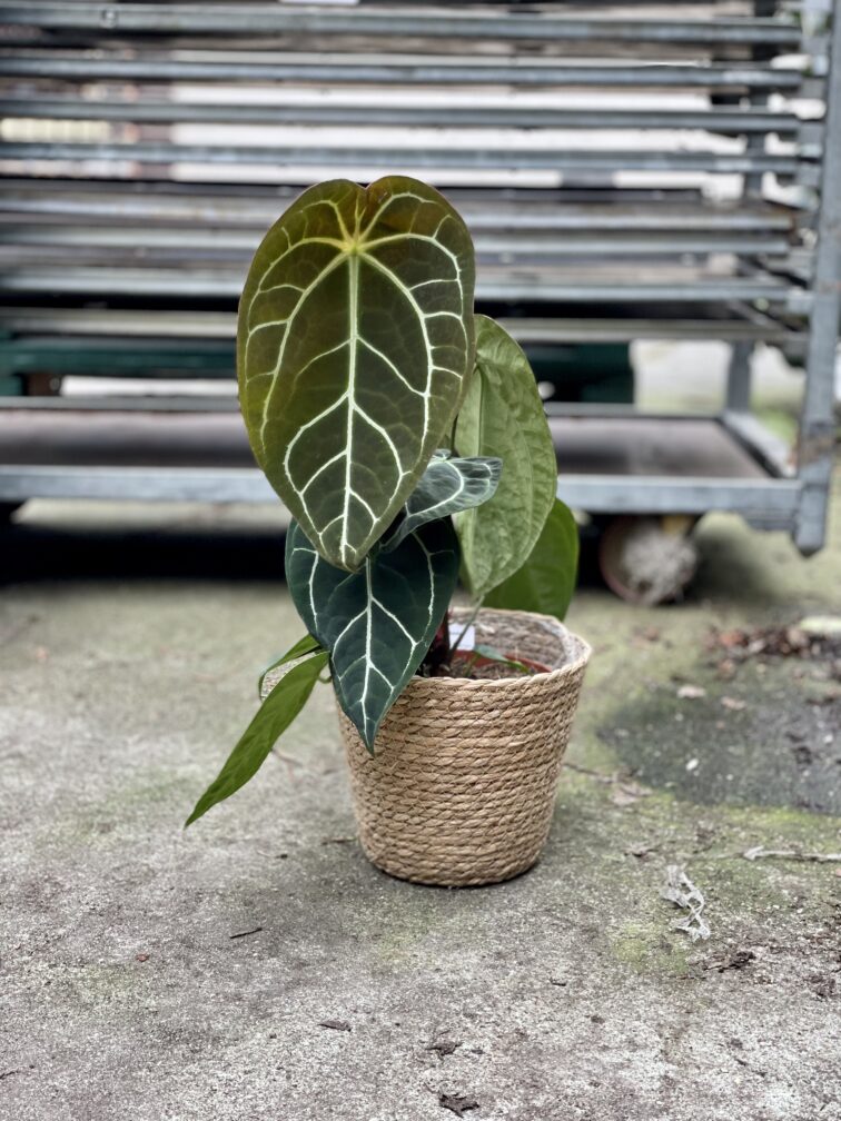 Zdjęcie rosliny doniczkowej Anthurium crystallinum, ujęcie 3