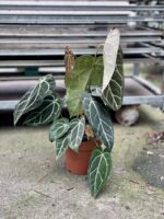 Zdjęcie rosliny doniczkowej Anthurium crystallinum, ujęcie 4