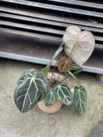 Zdjęcie rosliny doniczkowej Anthurium crystallinum, ujęcie 5
