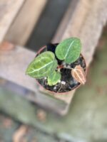 Zdjęcie rosliny doniczkowej Anthurium crystallinum, ujęcie 1