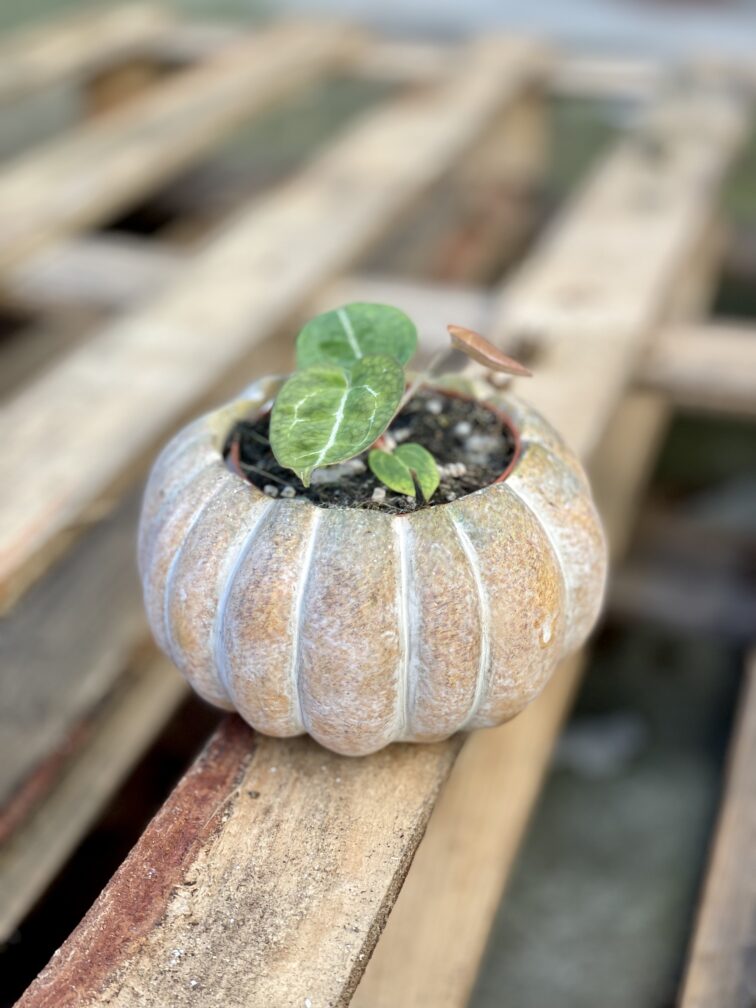 Zdjęcie rosliny doniczkowej Anthurium crystallinum, ujęcie 2