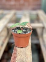 Zdjęcie rosliny doniczkowej Anthurium crystallinum, ujęcie 3