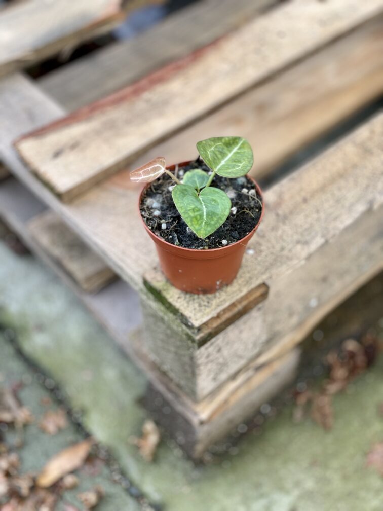 Zdjęcie rosliny doniczkowej Anthurium crystallinum, ujęcie 4