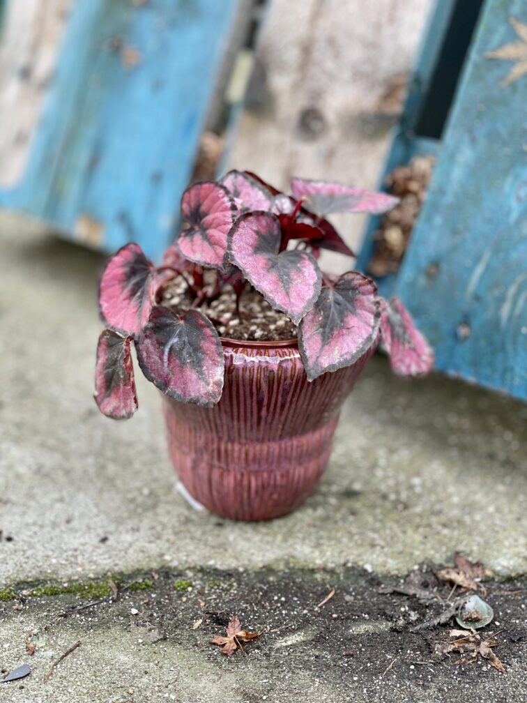 begonia-red-kiss_12x15-1_1675504418.jpg Zdjęcie rosliny doniczkowej Begonia rex Red Kiss, ujęcie 1