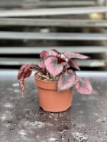 Zdjęcie rosliny doniczkowej Begonia rex Red Kiss, ujęcie 2