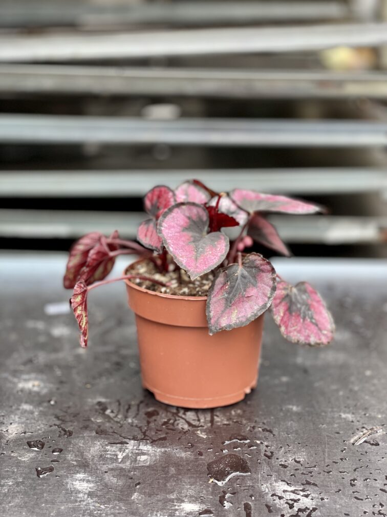 Zdjęcie rosliny doniczkowej Begonia rex Red Kiss, ujęcie 2