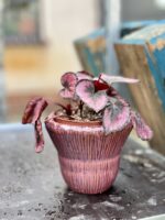 Zdjęcie rosliny doniczkowej Begonia rex Red Kiss, ujęcie 3