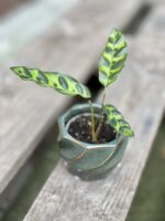 Zdjęcie rosliny doniczkowej Calathea lancifolia (Kalatea lancetolistna), ujęcie 1