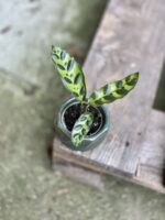 Zdjęcie rosliny doniczkowej Calathea lancifolia (Kalatea lancetolistna), ujęcie 3