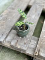 Zdjęcie rosliny doniczkowej Calathea lancifolia (Kalatea lancetolistna), ujęcie 5