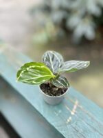 Zdjęcie rosliny doniczkowej Calathea roseopicta Green (Kalatea), ujęcie 1