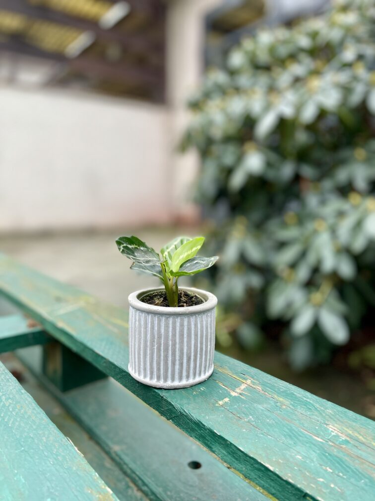 Zdjęcie rosliny doniczkowej Calathea roseopicta Green (Kalatea), ujęcie 2