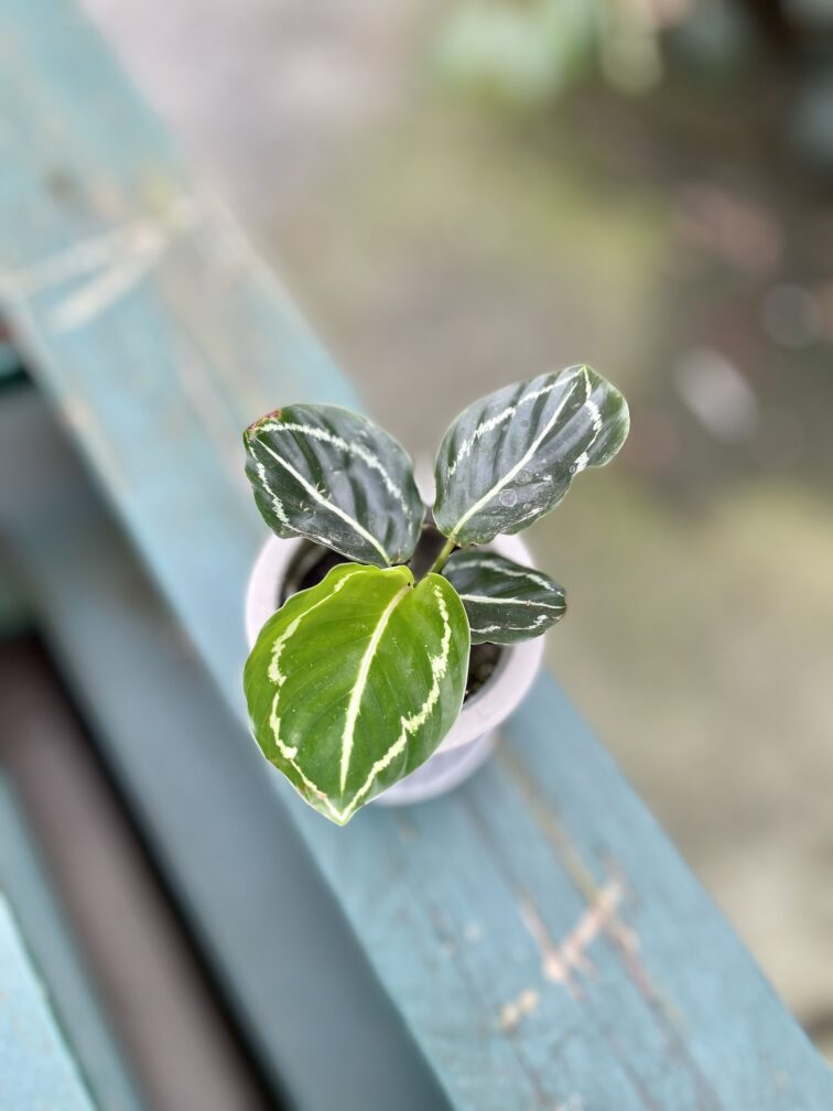 Zdjęcie rosliny doniczkowej Calathea roseopicta Green (Kalatea), ujęcie 3