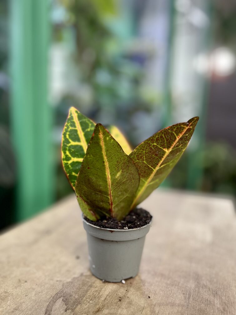 Zdjęcie rosliny doniczkowej Codiaeum variegatum "Petra" (Kroton), ujęcie 1