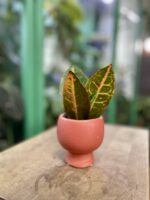 Zdjęcie rosliny doniczkowej Codiaeum variegatum "Petra" (Kroton), ujęcie 2