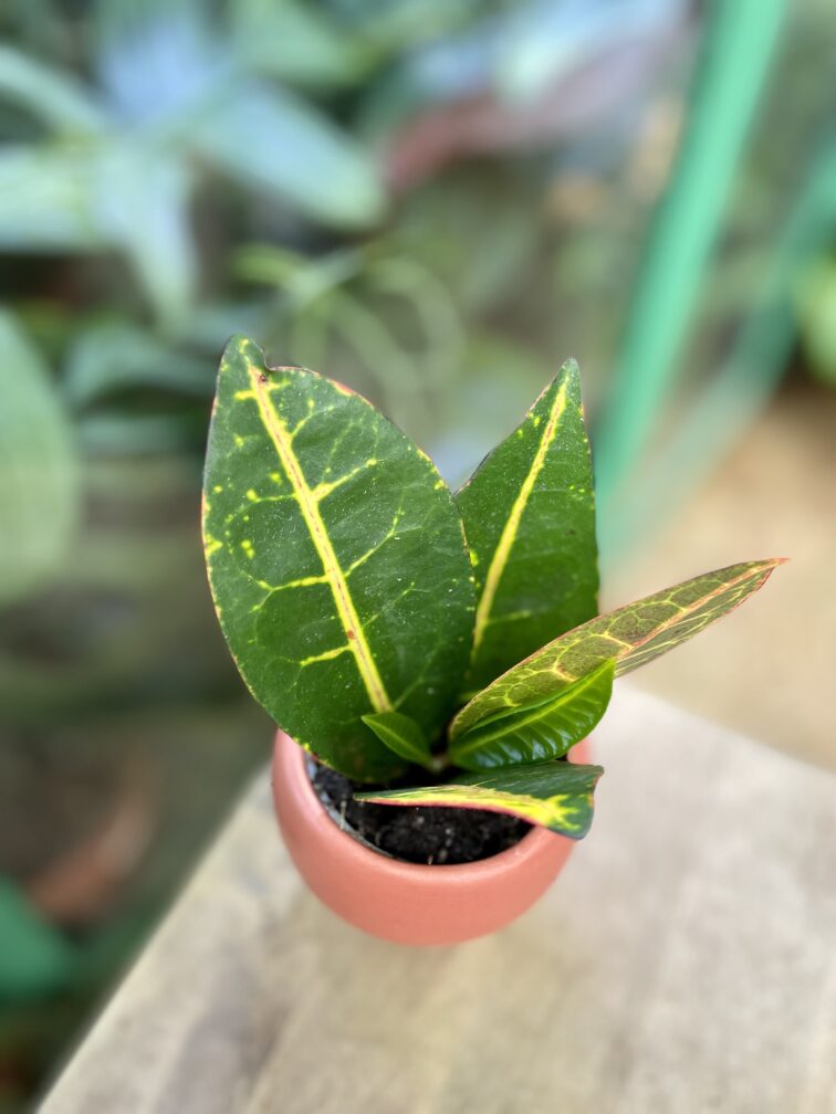 Zdjęcie rosliny doniczkowej Codiaeum variegatum "Petra" (Kroton), ujęcie 3