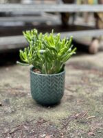 Zdjęcie rosliny doniczkowej Crassula ovata Gollum (Grubosz), ujęcie 1