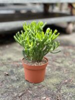 Zdjęcie rosliny doniczkowej Crassula ovata Gollum (Grubosz), ujęcie 2