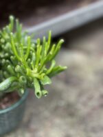 Zdjęcie rosliny doniczkowej Crassula ovata Gollum (Grubosz), ujęcie 3