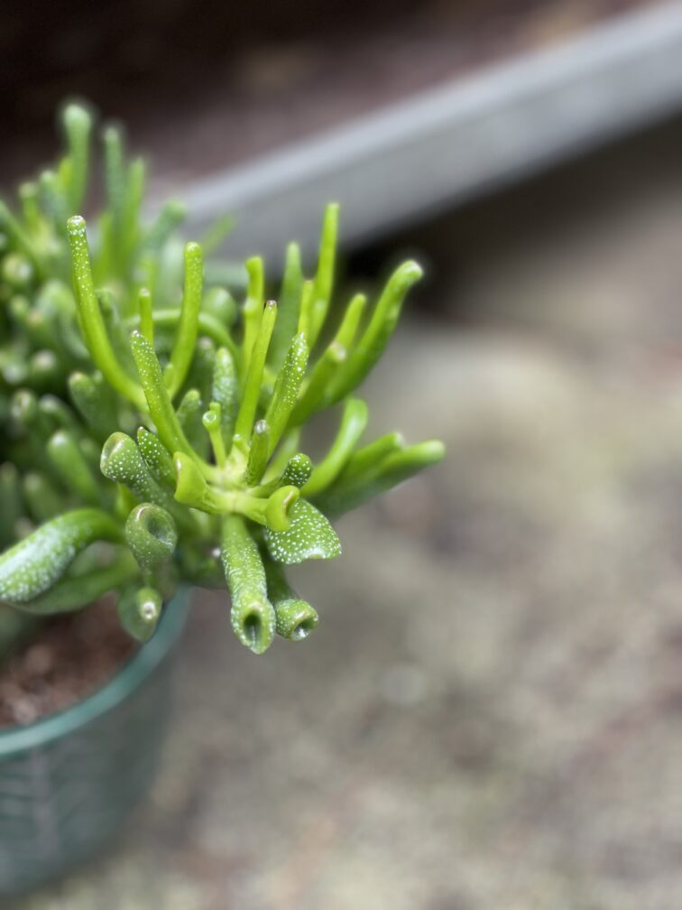 Zdjęcie rosliny doniczkowej Crassula ovata Gollum (Grubosz), ujęcie 3