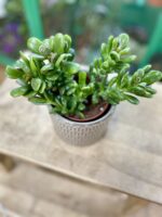 Zdjęcie rosliny doniczkowej Crassula ovata Gollum (Grubosz), ujęcie 1